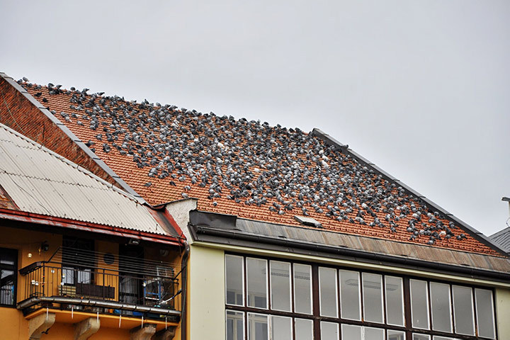 A2B Pest Control are able to install spikes to deter birds from roofs in West Acton. 
