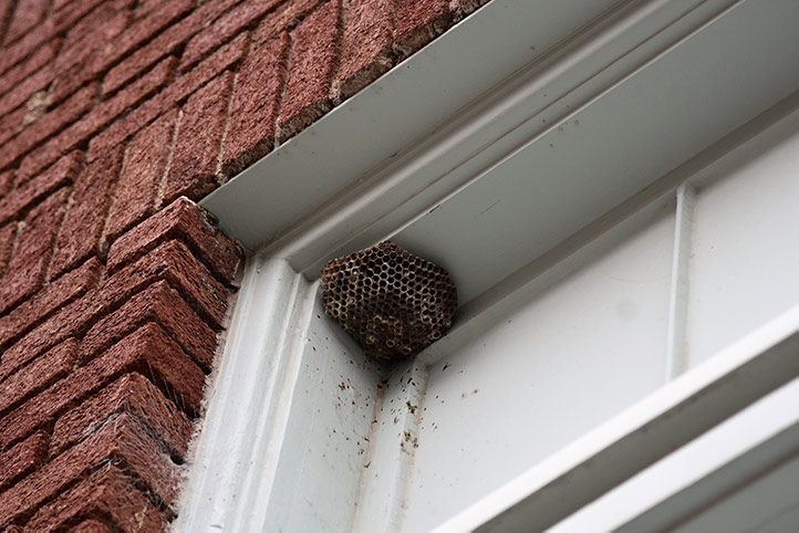 We provide a wasp nest removal service for domestic and commercial properties in West Acton.